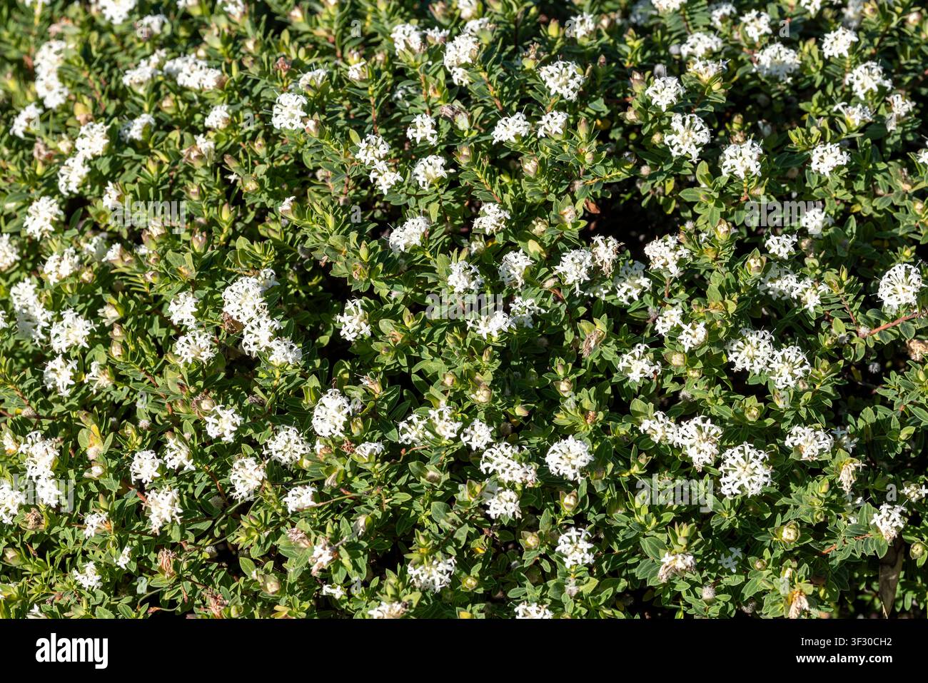 Pianta australiana di fiore di riso snello Foto Stock