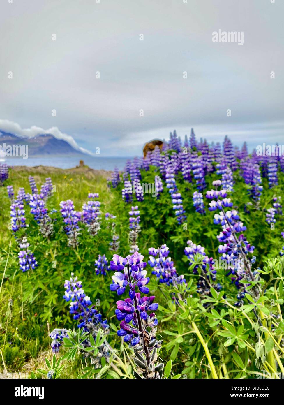 Lupino viola che ondeggia nel vento con foglie verdi e uno sfondo montano sotto un cielo nuvoloso in Islanda - Immagine stock catturata con smartphone