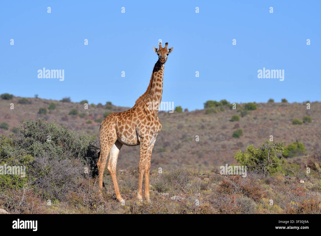 Giraffe (Camelopardalis) nella savana africana della Riserva Naturale di Sanbona, Sudafrica Foto Stock