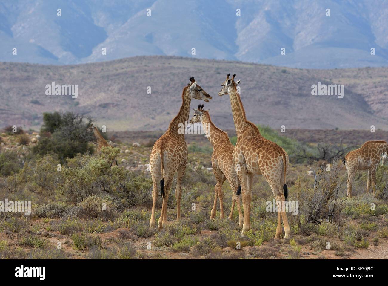 Giraffe (Camelopardalis) nella savana africana della Riserva Naturale di Sanbona, Sudafrica Foto Stock