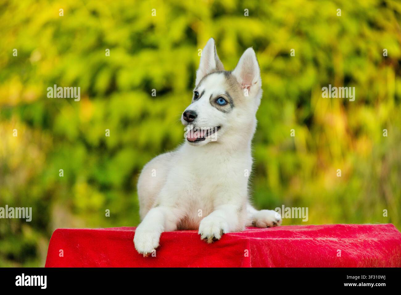Cucciolo di husky siberiano attento con occhi diversi che guardano verso l'alto, ritratto all'aperto Foto Stock
