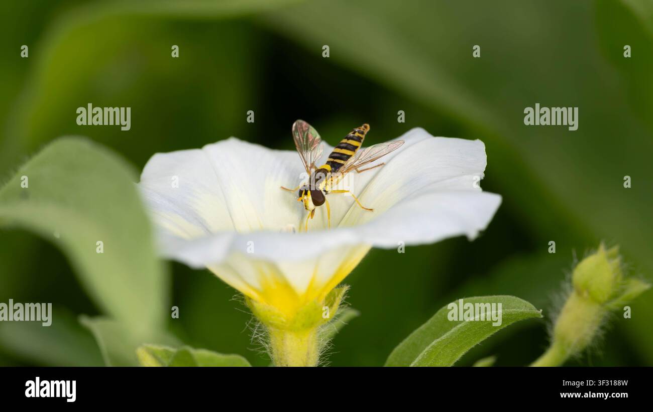 Foto macro di una lunga mosca volubile su un fiore bianco che mostra comportamenti di impollinazione e motivi dettagliati del corpo nell'habitat naturale, ideale per argomenti sulla biodiversità Foto Stock