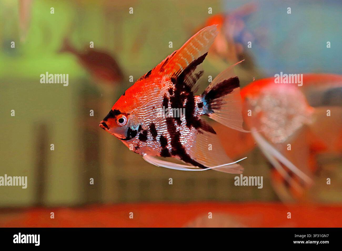 Un pesce angelo zebrato arancione con audaci strisce nere nuota con grazia in un acquario. Le sue squame metalliche luccicano e le sue lunghe pinne fluenti aggiungono al suo Foto Stock