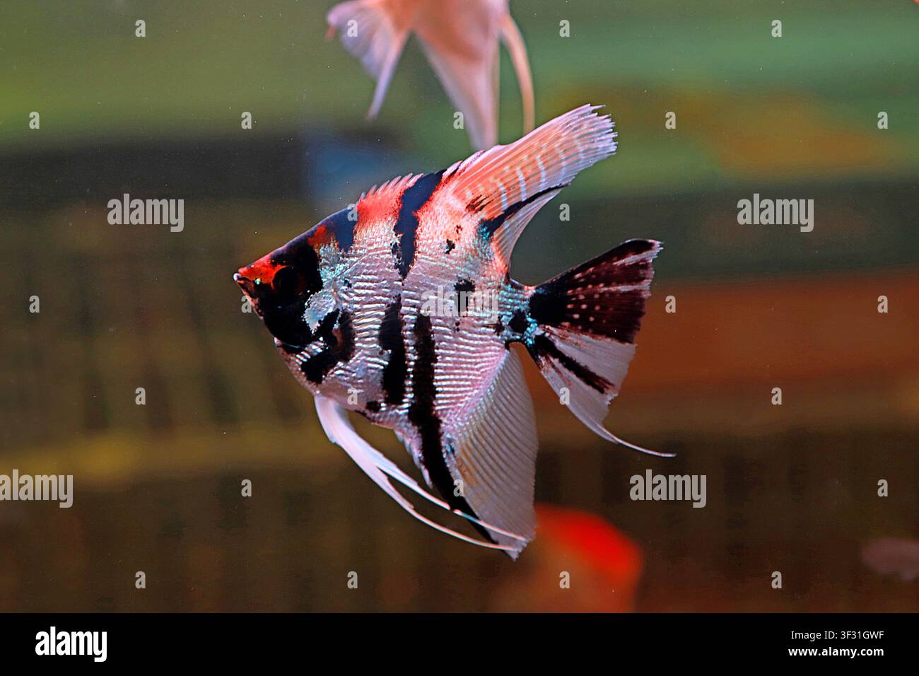 Un pesce angelo di marmo dalla testa dorata nuota con grazia in un acquario, con una testa arancione-dorata che risalta contro il corpo argentato ornato da motivi audaci Foto Stock