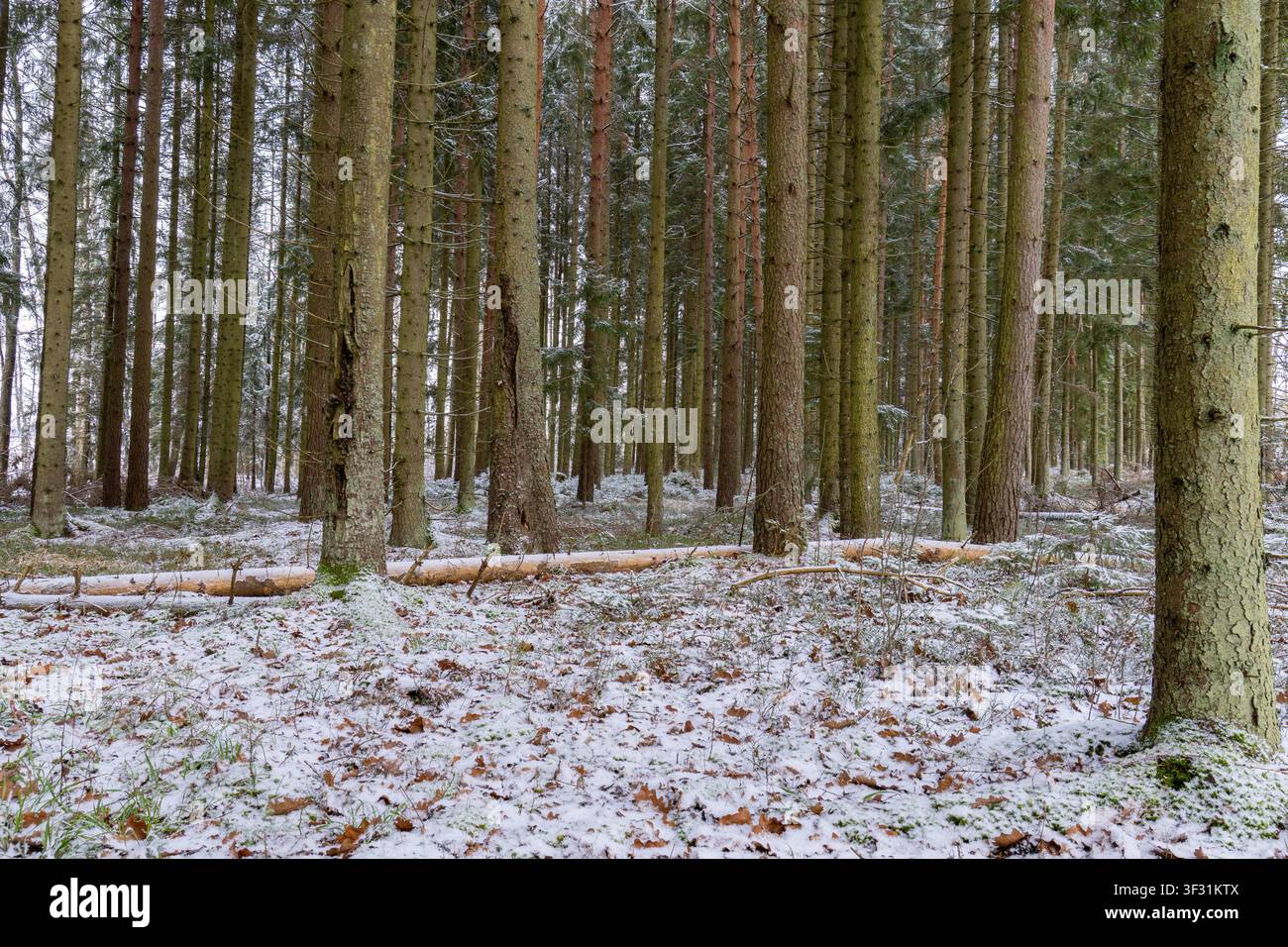 Foresta di pini invernale con terreno ricoperto di neve e tronco d'albero caduto Foto Stock