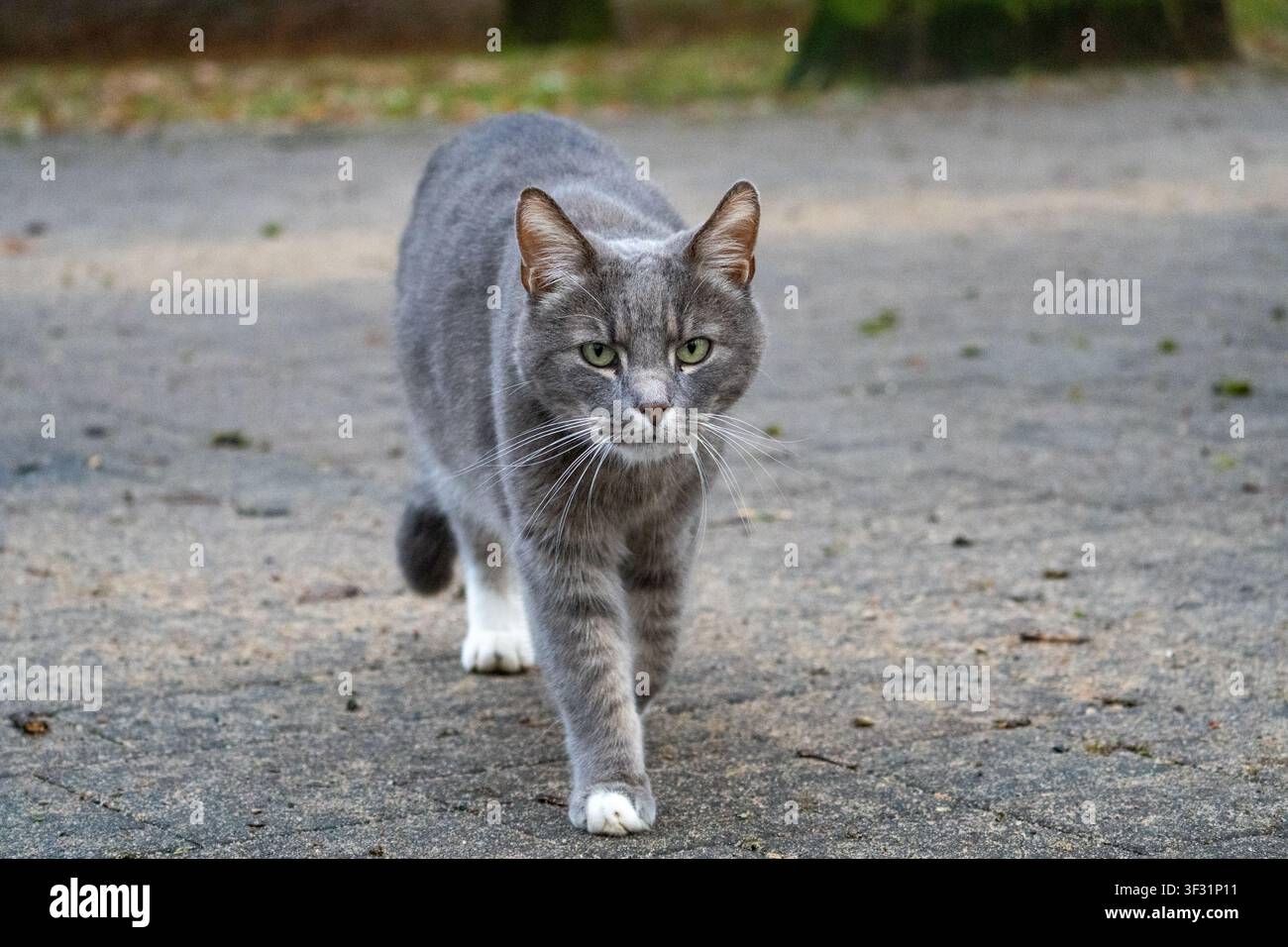 Gatto grigio che avanza su un sentiero pavimentato con sguardo concentrato — 02.12.2025. Valmiera. Lettonia Foto Stock