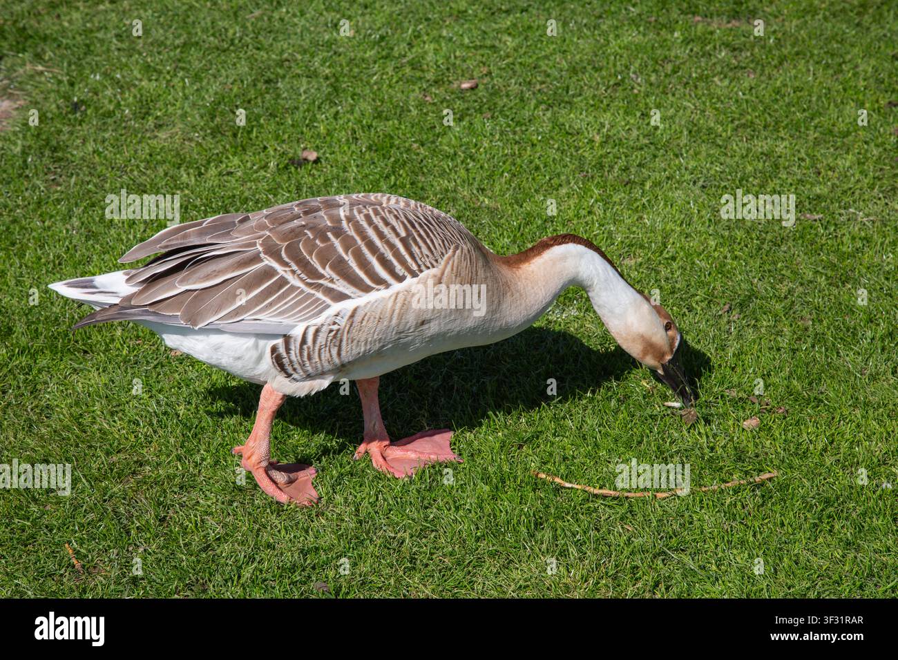 Questa bellissima fotografia di fauna selvatica cattura una vista laterale dettagliata di un'anatra selvatica marrone grande (Anser cygnoides) durante una luminosa giornata di sole primaverile. Foto Stock