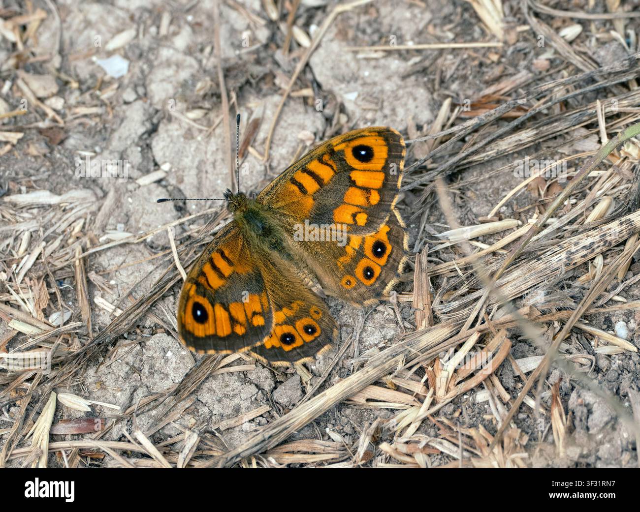 Uomo appoggiato a un muro che riposa a terra. Everleigh, Wiltshire, Regno Unito. Foto Stock