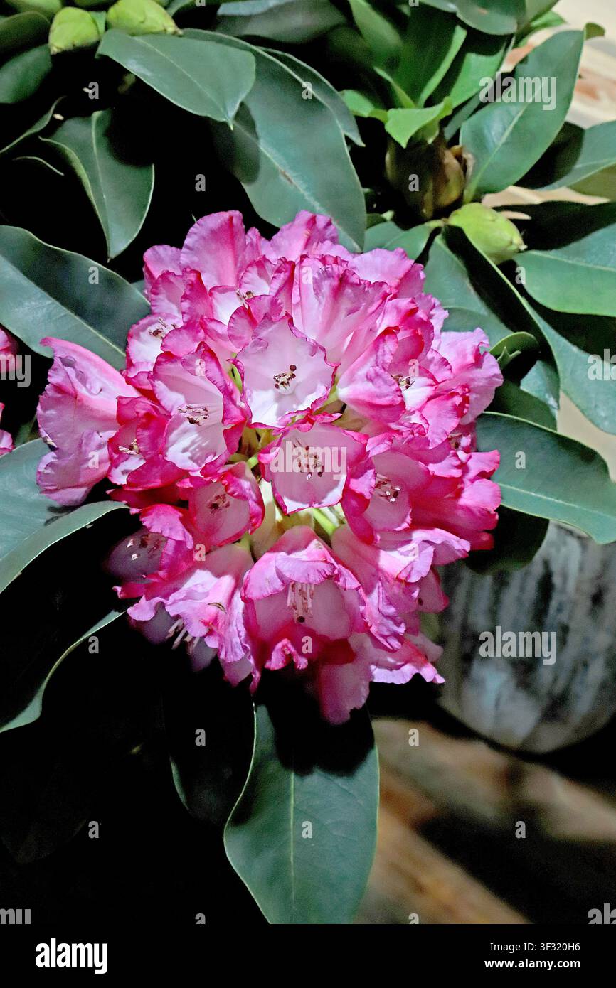 Un primo piano di un ammasso denso di fiori di azalea rosa, con i petali che passano dal rosa tenue ai bordi al bianco pallido al centro, e marrone scuro Foto Stock