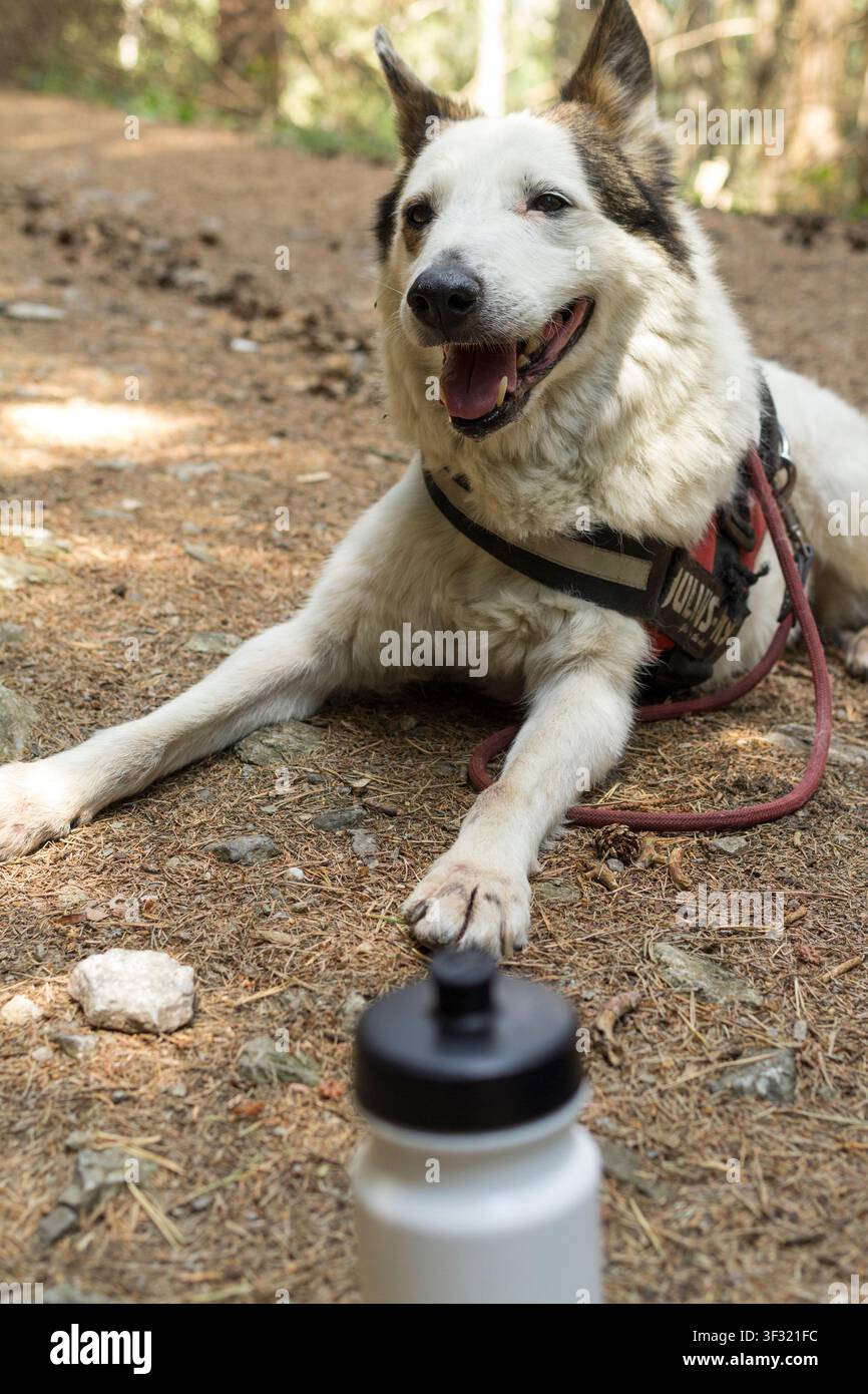 Cane stanco su un sentiero nel bosco in estate Foto Stock