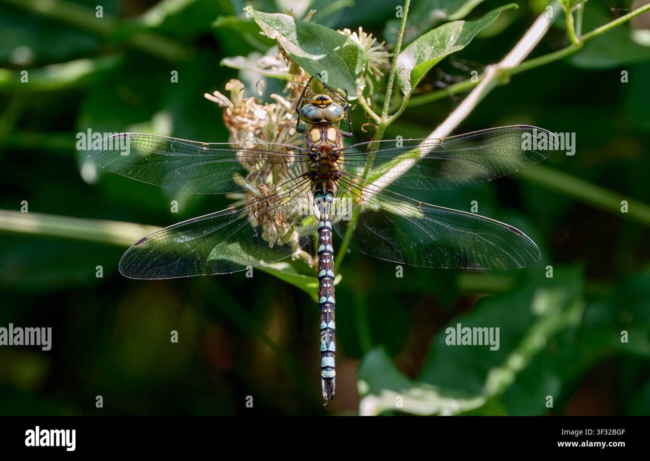 Libellula Hawker del Sud. Andover, Hampshire, Regno Unito. Foto Stock