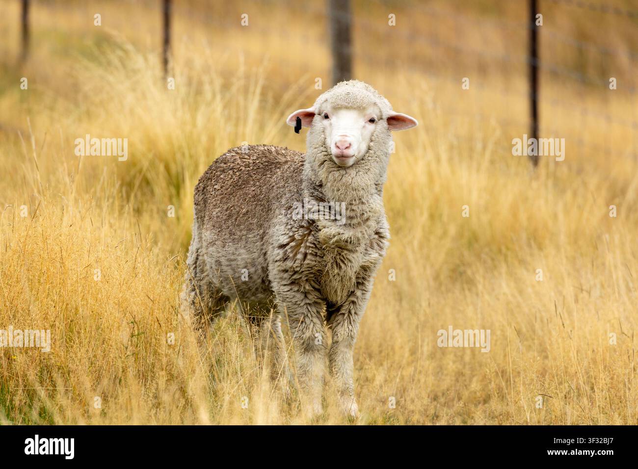 Un pecora Merino, una razza nota per la sua lana pregiata, fine e morbida Foto Stock