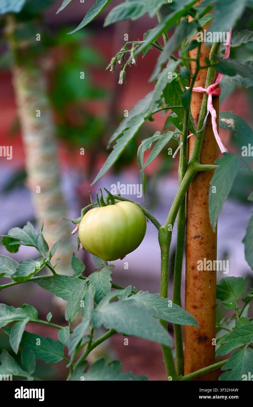Tomate verdi immature che crescono sulla vite in un orto biologico. Foto di alta qualitàVista ravvicinata di pomodori verdi freschi che maturano su una vite cespugliosa circondati da foglie verdi in un orto biologico. Concetto di agricoltura, giardinaggio domestico e produzione alimentare naturale. Foto Stock