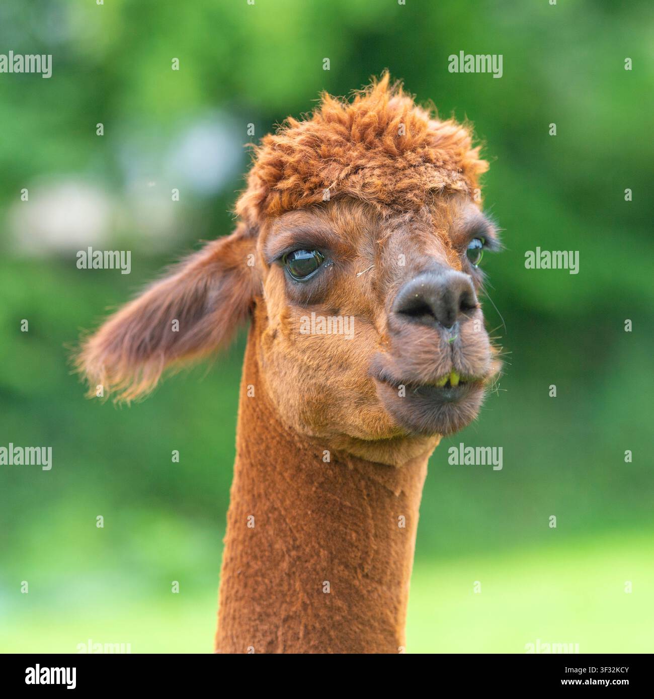 Alpaca con sfondo sfocato Foto Stock
