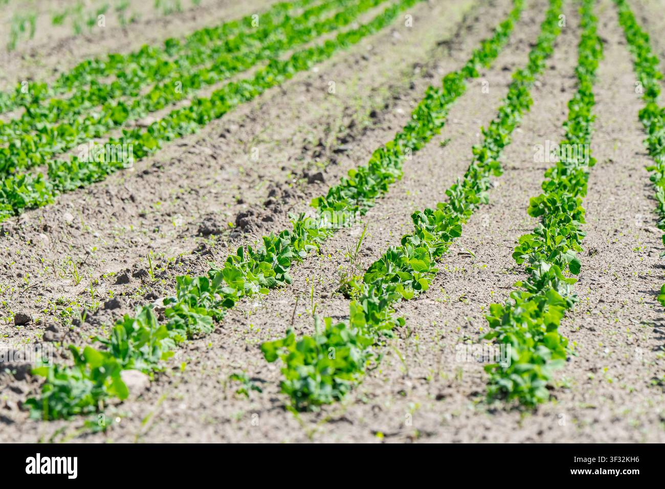 Cultivazione di colture di legumi verdi germoglianti con giovani piante di pisello che emergono lungo i solchi agricoli arati nel suolo arabile Foto Stock