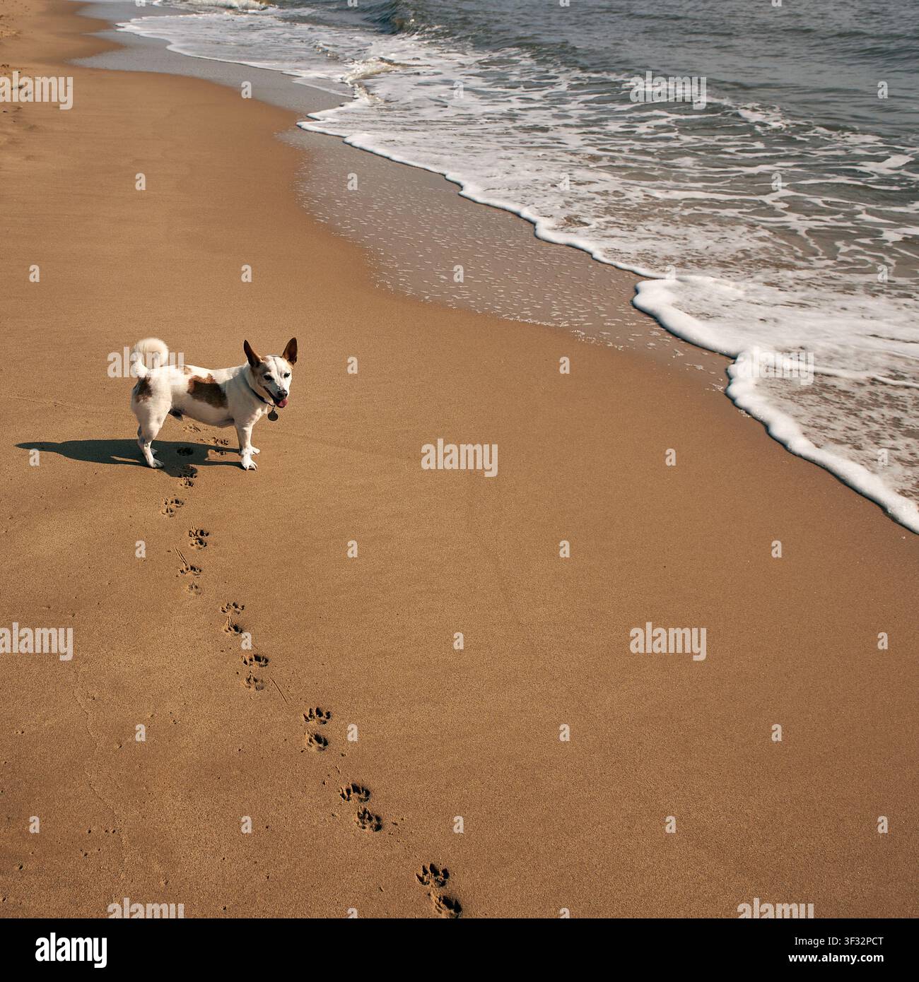 Un piccolo cane incrociato Jack Russell terrier in piedi su una spiaggia di sabbia dorata che guarda verso la fotocamera, lasciando una scia di impronte di zampe lungo la riva. Foto Stock
