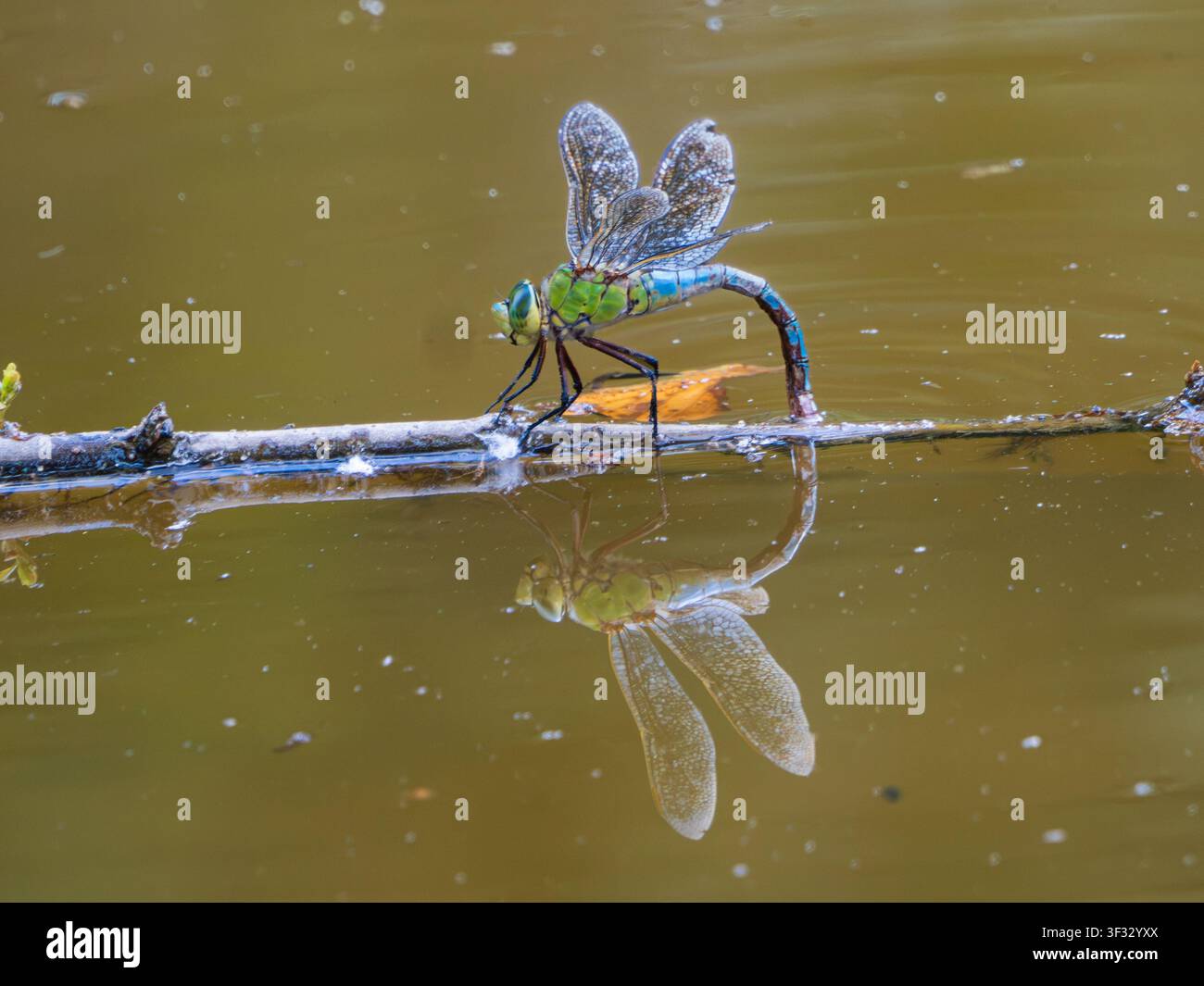 Femmina adulta di forma blu, libellula imperatrice del Regno Unito, Anax imperator, con riflessione sottostante, che depone le uova in uno stagno della fauna selvatica Foto Stock