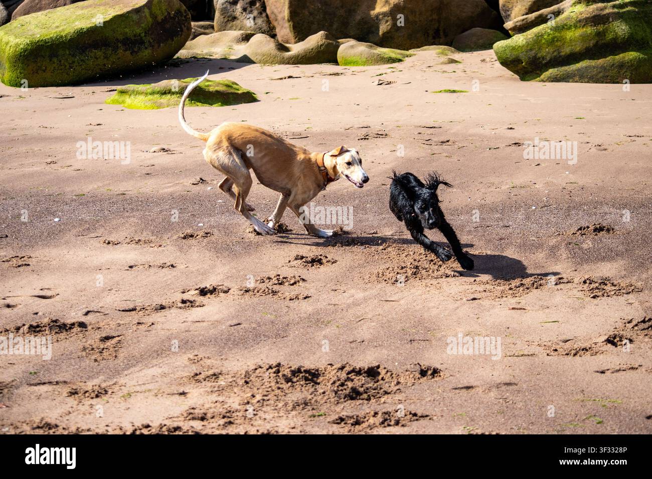 Lurcher (incrocio tra Whippet, Saluki e Levriero) che insegue un altro cane durante il gioco su Exmouth Beach, Devon, con la bassa marea. Foto Stock