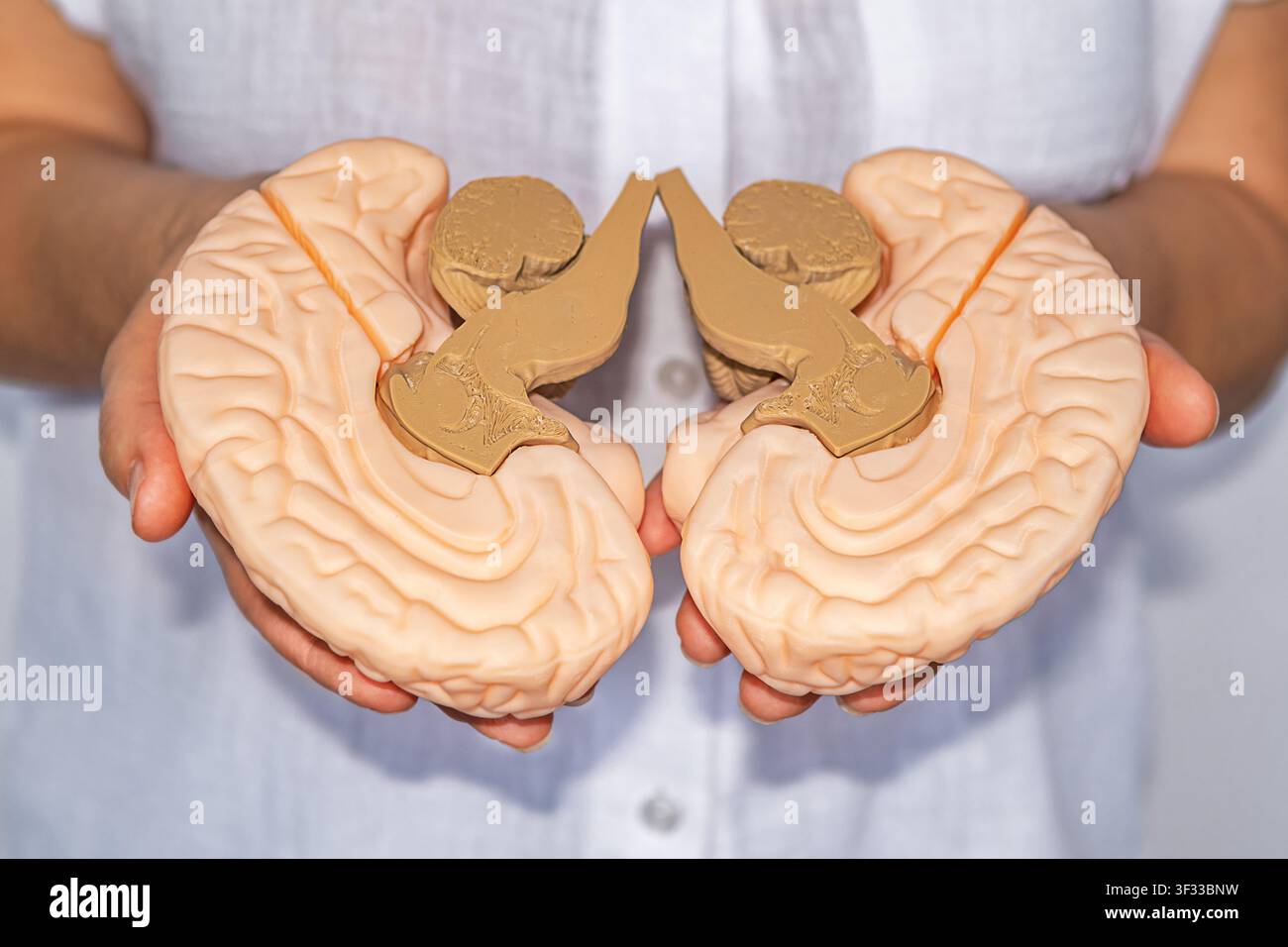 Modello medico anatomico del cervello tenuto in mano per l'educazione alla neurologia e la formazione clinica Foto Stock