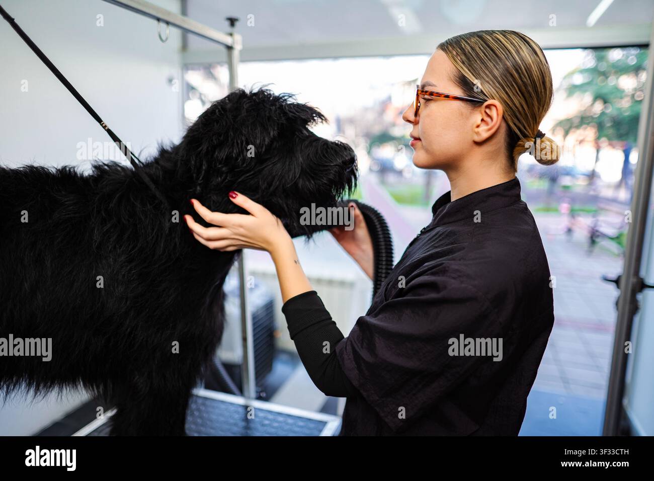 Toelettatore professionista che asciuga il pelo di un barboncino nero nel salone per animali Foto Stock