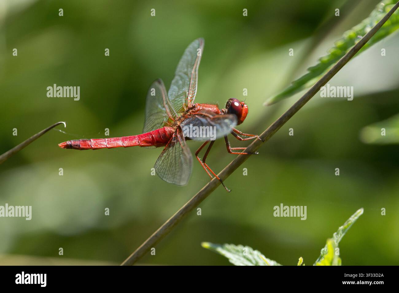 Feuerlibelle, Männchen, Westliche Feuerlibelle, Feuer-Libelle, Crocothemis erythraea, Croccothemis erythraea, Broad Scarlet, Common Scarlet-darter, SC Foto Stock
