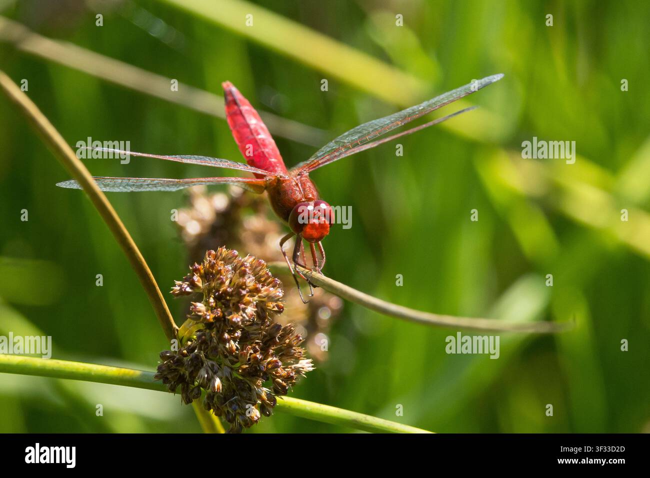 Feuerlibelle, Männchen, Westliche Feuerlibelle, Feuer-Libelle, Crocothemis erythraea, Croccothemis erythraea, Broad Scarlet, Common Scarlet-darter, SC Foto Stock