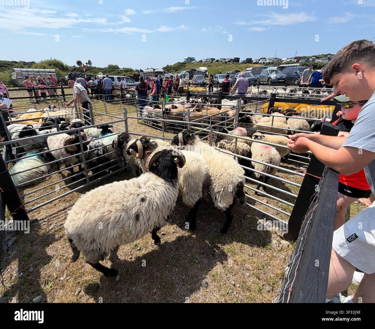 Visione delle pecore nel loro recinto prima della valutazione alla mostra annuale del pony e dell'agricoltura di Roundstone Connemara, Connemara, Galway Foto Stock