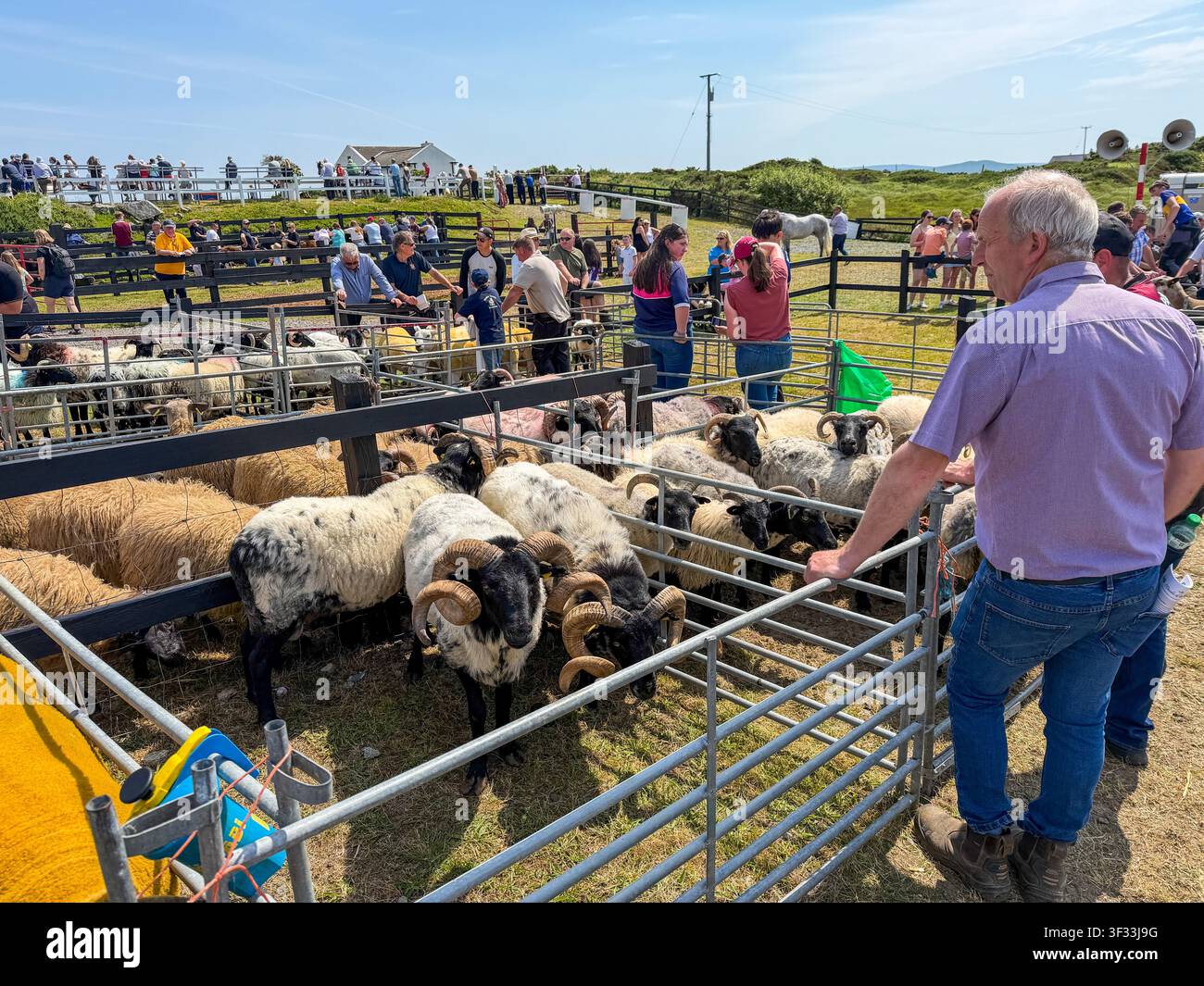 Visione delle pecore nel loro recinto prima della valutazione alla mostra annuale del pony e dell'agricoltura di Roundstone Connemara, Connemara, Galway Foto Stock