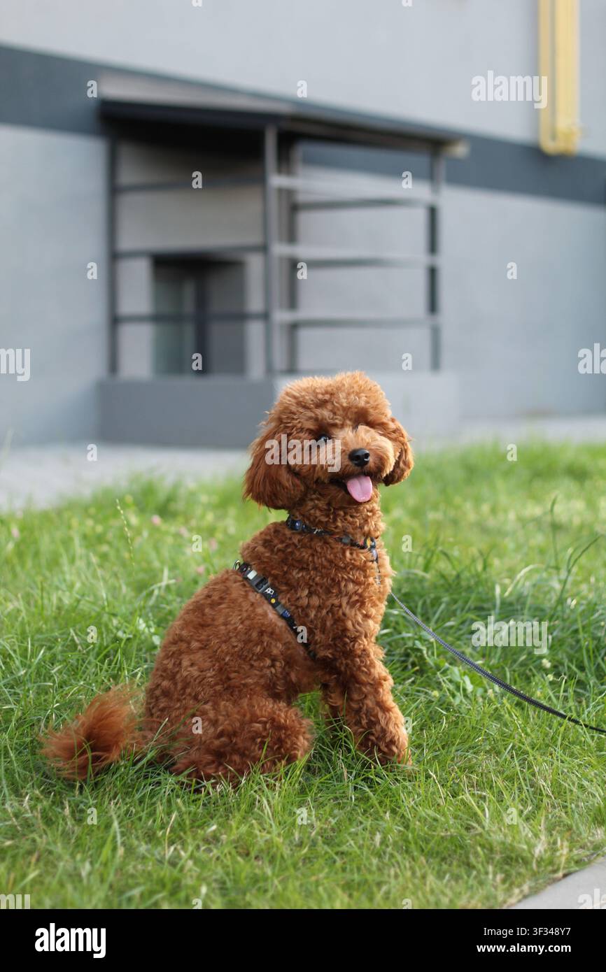 Un adorabile cane marrone con peli ricci seduto sull'erba verde in un giardino, che guarda la fotocamera in una giornata soleggiata. Foto Stock