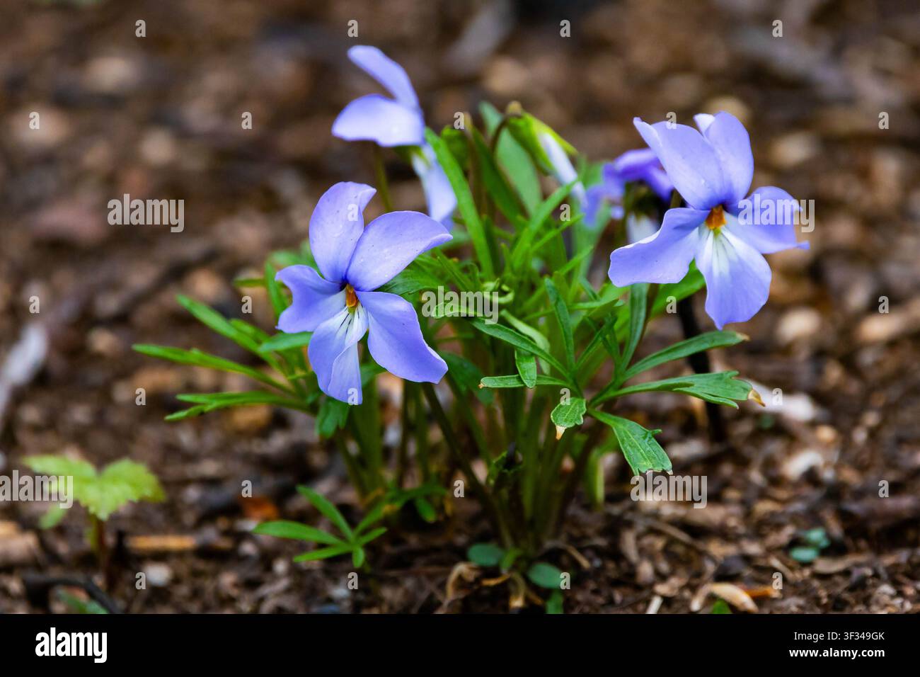 Vista ravvicinata di un fiore di violetta a forma di piede di uccello che mostra petali e struttura dettagliati Foto Stock