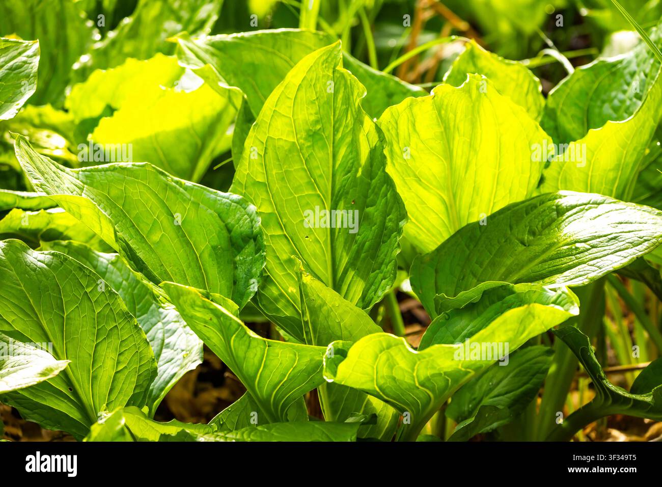 Foglie verdi vibranti del cavolo puzzolente orientale illuminate dalla luce del sole in una zona umida naturale Foto Stock