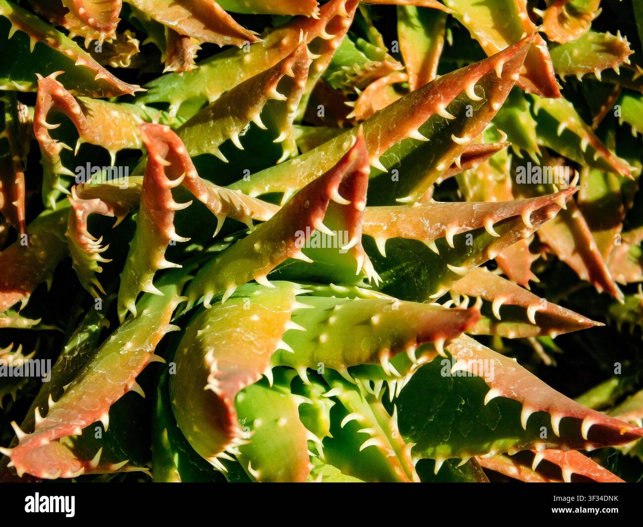 Primo piano naturale, semi-astratto, ritratto vegetale di Aloe perfoliata, aloe perforata, spine dall’aspetto feroce. Textura, equilibrio, carattere, composizione Foto Stock