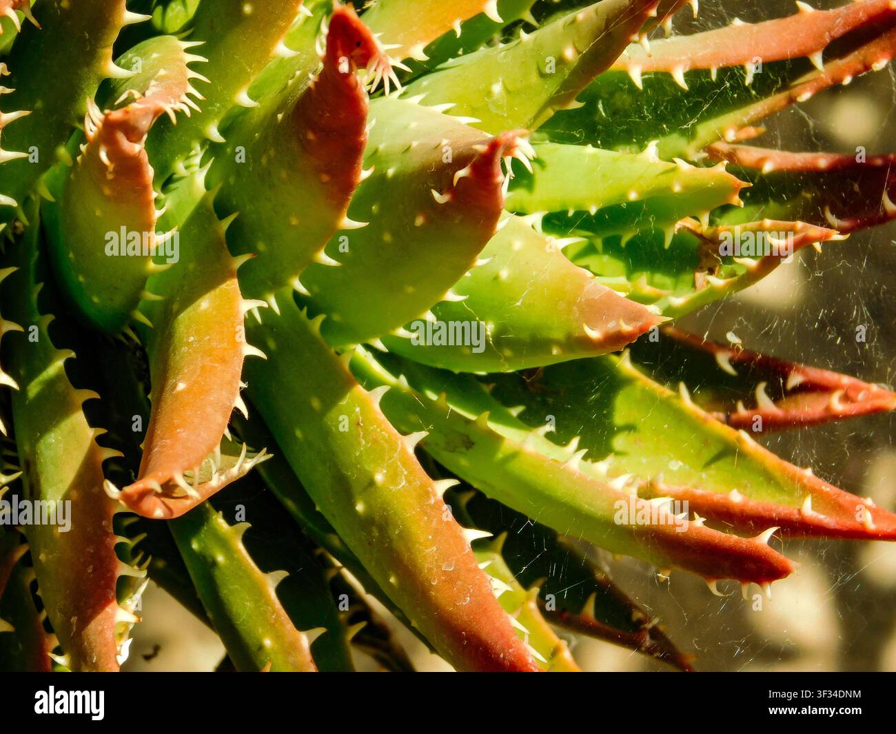 Primo piano naturale, semi-astratto, ritratto vegetale di Aloe perfoliata, aloe perforata, spine dall’aspetto feroce. Textura, equilibrio, carattere, composizione Foto Stock