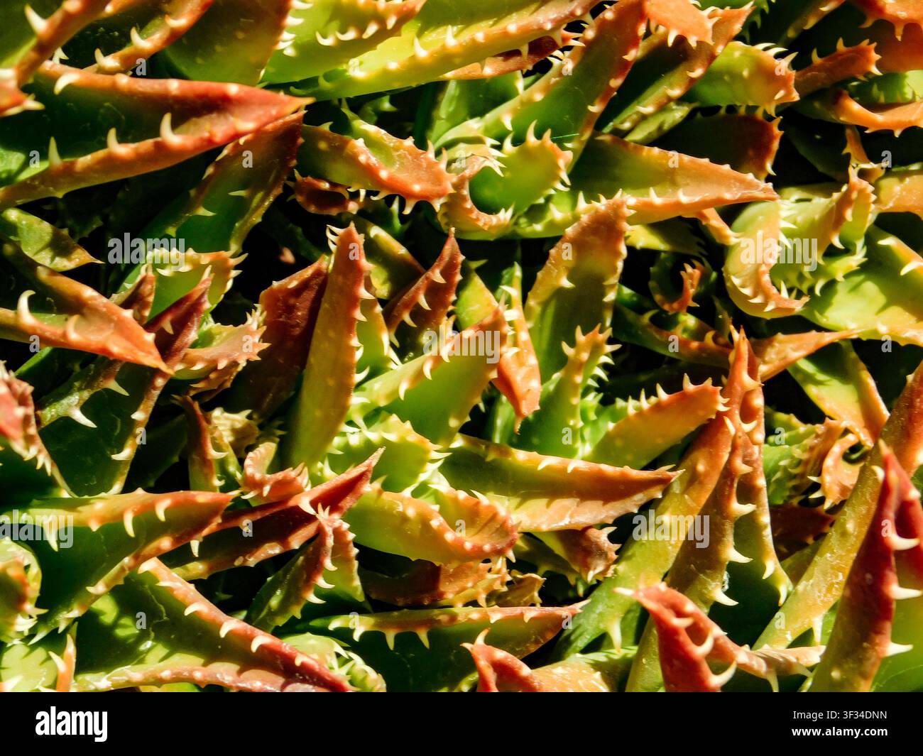 Primo piano naturale, semi-astratto, ritratto vegetale di Aloe perfoliata, aloe perforata, spine dall’aspetto feroce. Textura, equilibrio, carattere, composizione Foto Stock