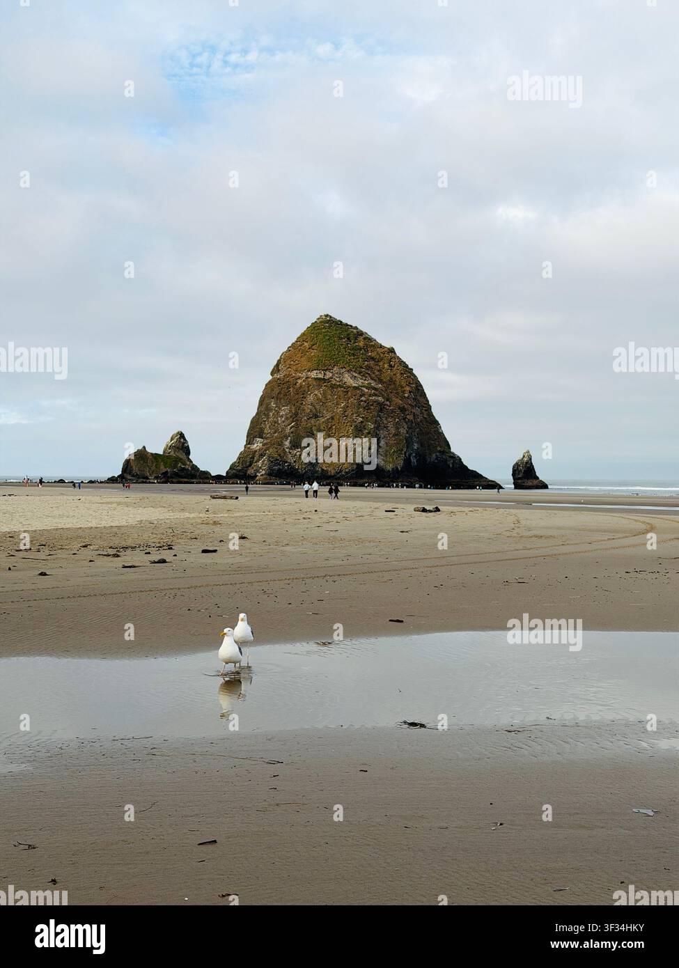 Una bassa marea espone la vita marina nei bassi di marea e attaccata alle rocce, a Cannon Beach sulla costa dell'Oregon. Foto Stock