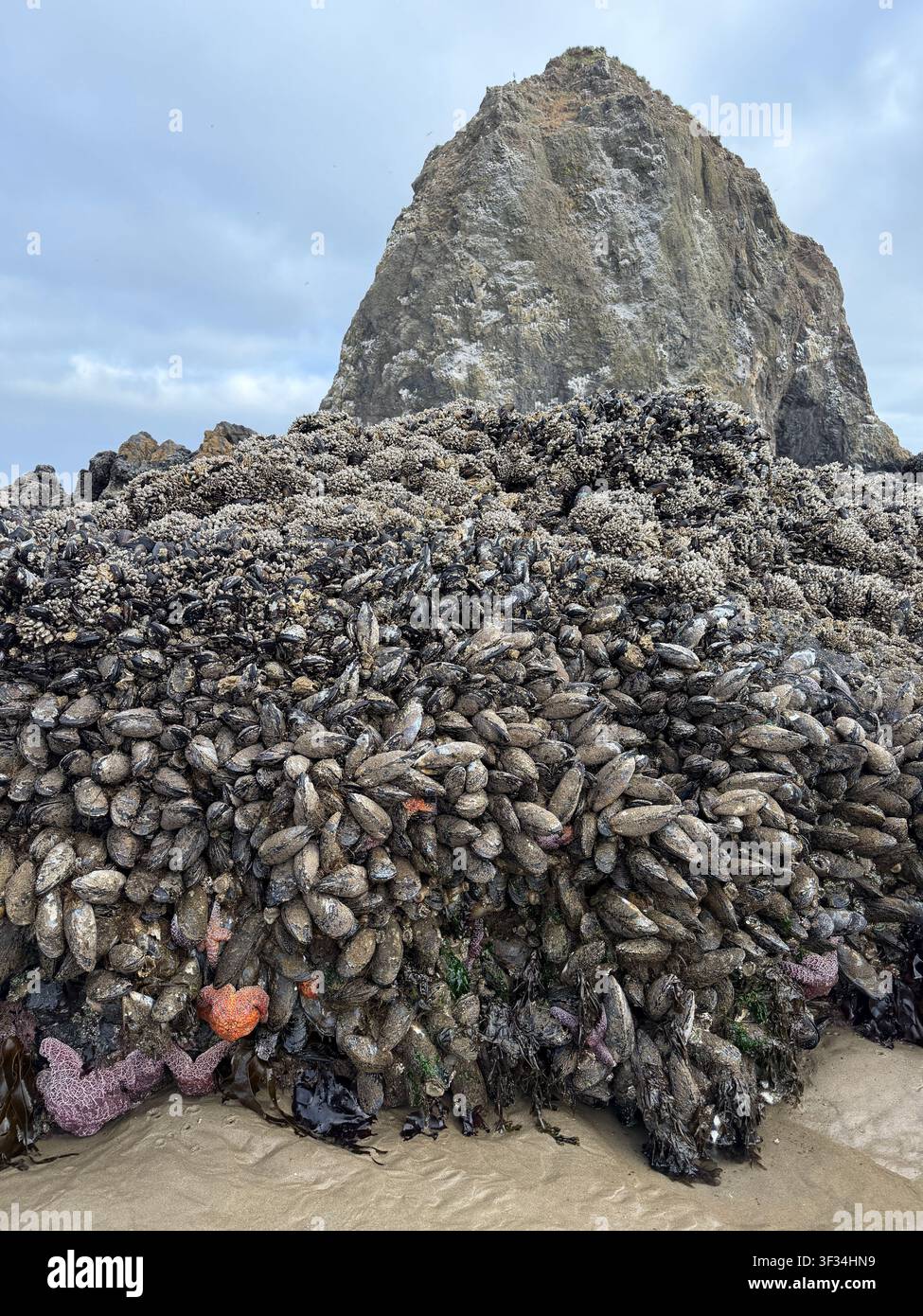 Una bassa marea espone la vita marina nei bassi di marea e attaccata alle rocce, a Cannon Beach sulla costa dell'Oregon. Foto Stock