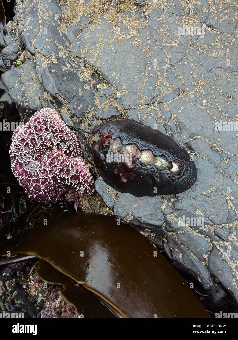 Una bassa marea espone la vita marina nei bassi di marea e attaccata alle rocce, a Cannon Beach sulla costa dell'Oregon. Foto Stock