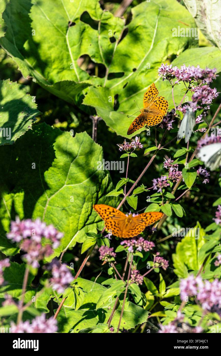 Un primo piano cattura due farfalle arancioni vivaci appollaiate delicatamente su un gruppo di fiori viola, circondate da una vegetazione verde rigogliosa. Il sole Foto Stock