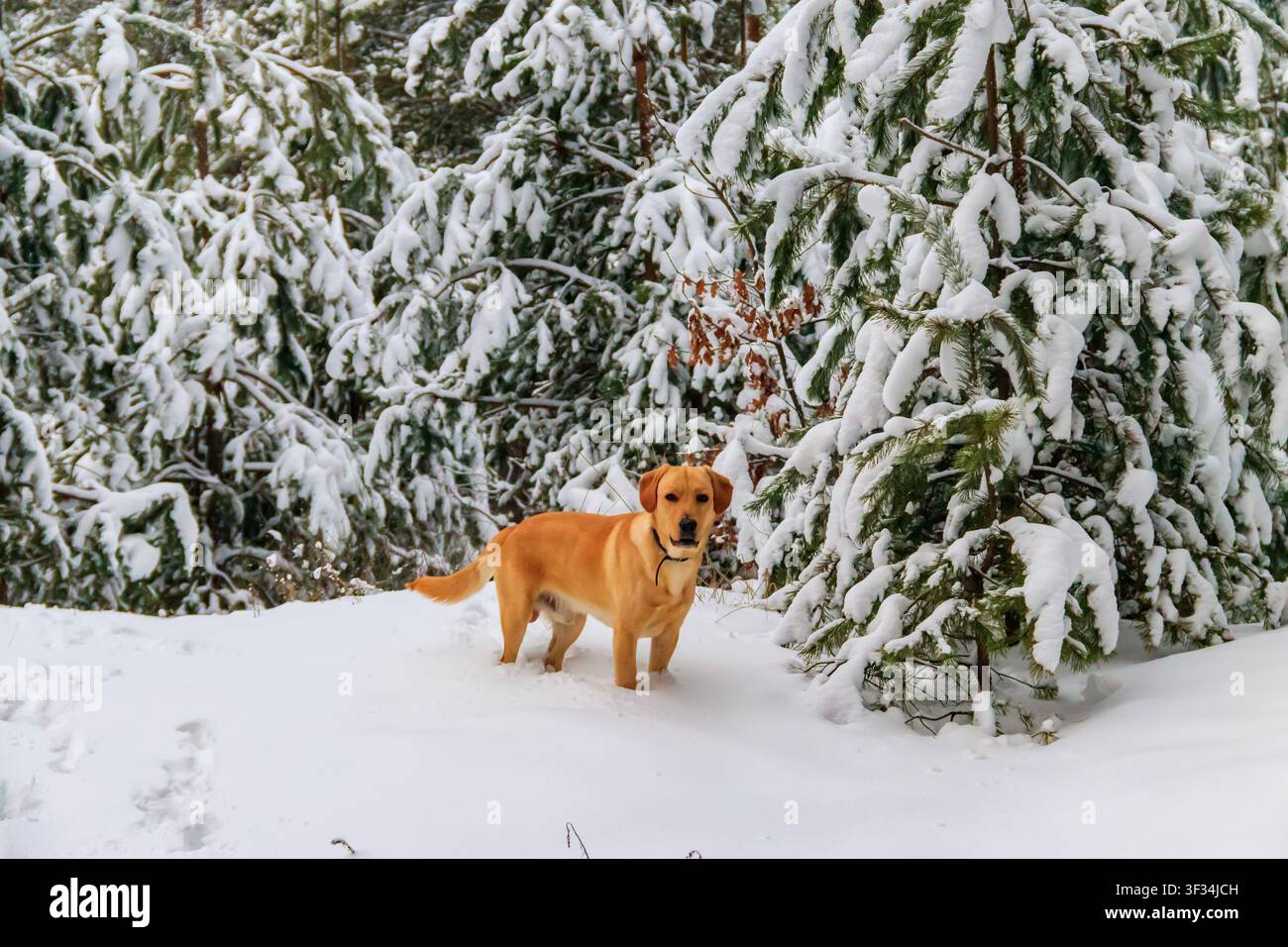 Adorabile cane Labrador Retriever nella foresta di conifere in inverno Foto Stock