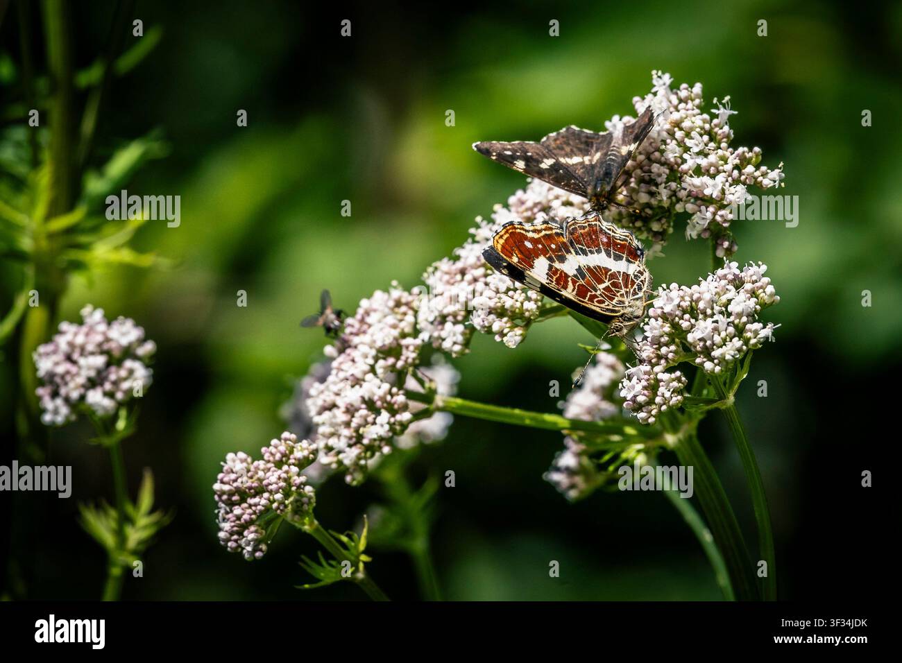 Un primo piano di due farfalle appollaiate delicatamente su un grappolo di fiori bianchi. I colori vivaci delle farfalle contrastano magnificamente con t Foto Stock