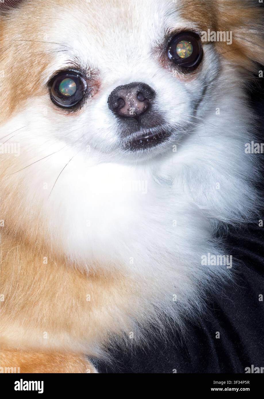 Close-up di Chihuahua cane Foto Stock