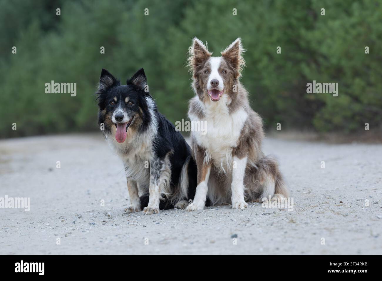 Due Border Collie seduti insieme su un sentiero rurale che guardano la telecamera Foto Stock
