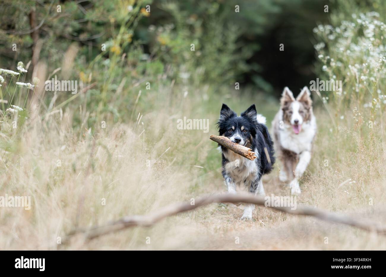 Due Border Collie che corrono insieme attraverso l'erba alta in campagna Foto Stock