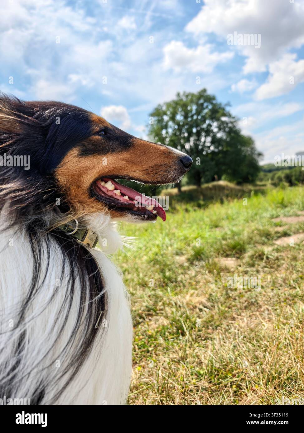 Felice Rough Collie che si gode una giornata estiva soleggiata in campagna vicino a Francoforte sul Meno, Germania. - Immagine stock catturata con smartphone