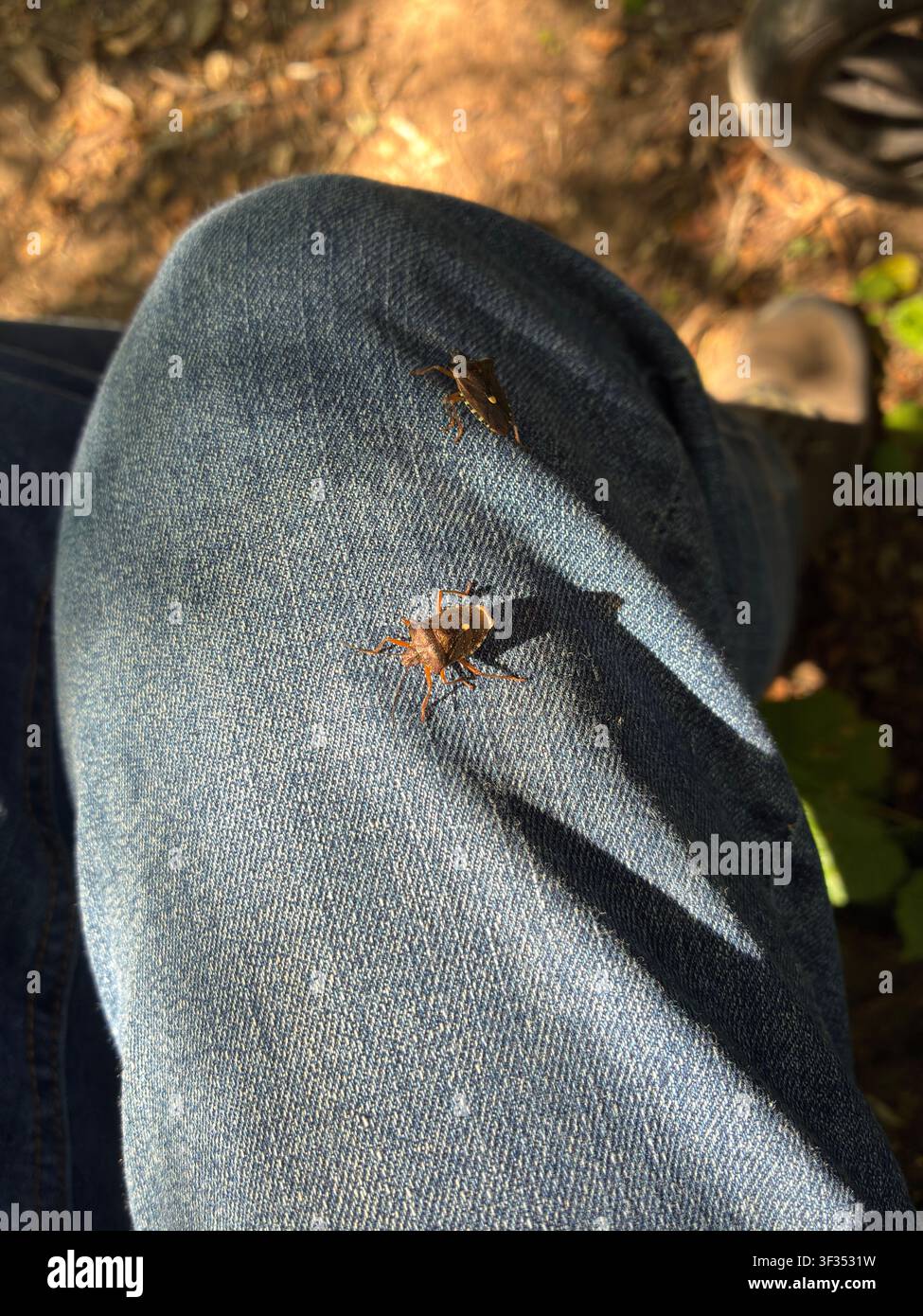 Cimice scudata dalle zampe rosse Foto Stock