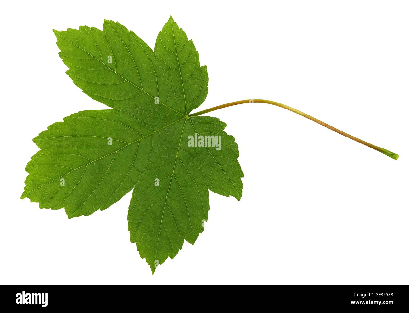 Foglia d'acero verde isolata su sfondo nero Foto Stock