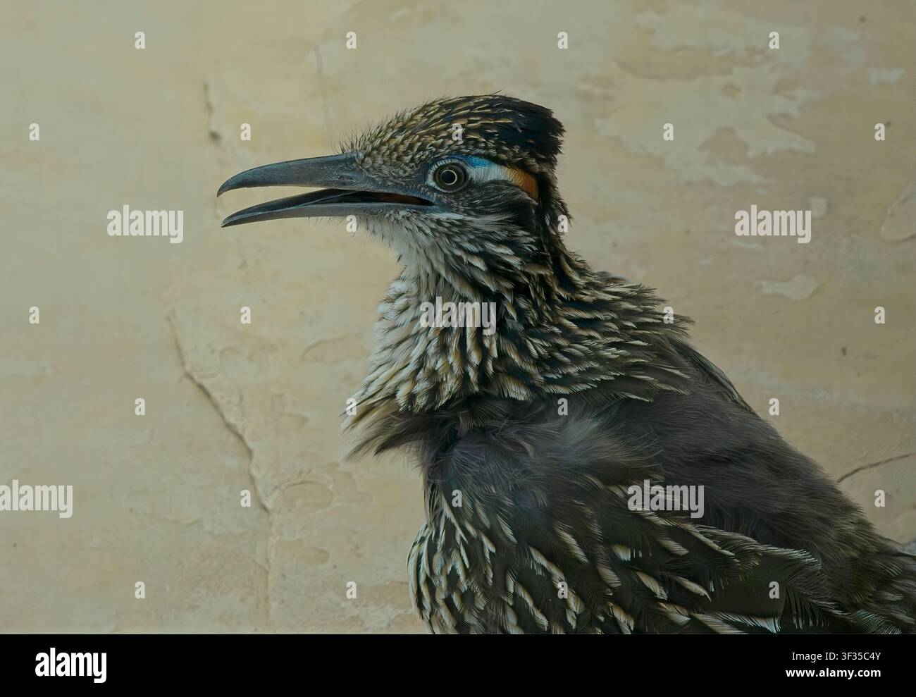 Roadrunner nel sud-ovest dell'Arizona Foto Stock