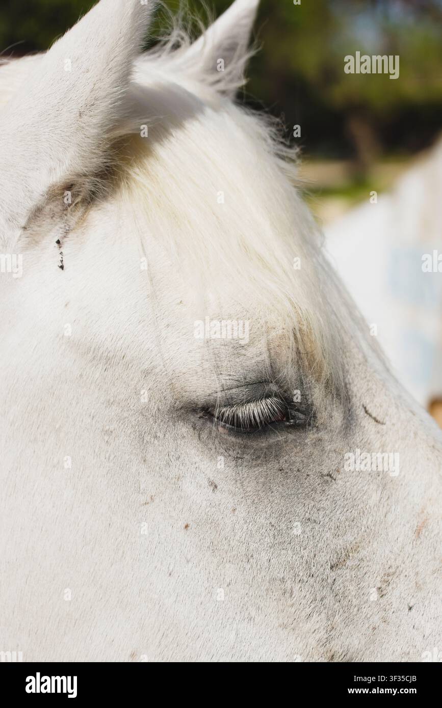 Vista ravvicinata dettagliata dell'occhio e del viso di un cavallo di Camargue bianco, che evidenzia i suoi tratti morbidi e la criniera bianca all'aperto. Foto Stock