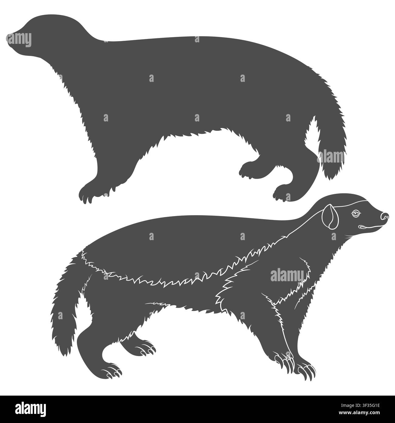 Set di illustrazioni in bianco e nero con tasso dal pelo giallo. Oggetti vettoriali isolati su sfondo bianco. Illustrazione Vettoriale