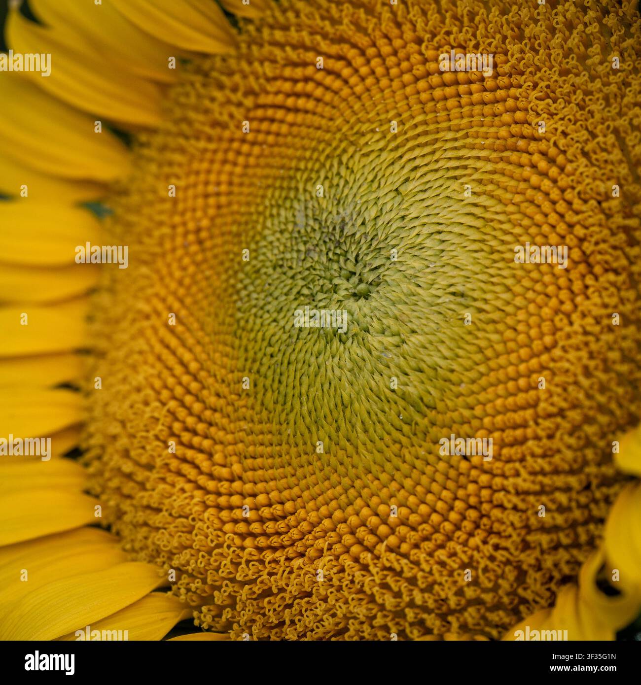 Estremo primo piano di una testa di girasole che mostra la struttura vegetale gialla e verde, il polline, i dettagli dei semi in via di sviluppo, i petali e il motivo a spirale naturale. Foto Stock